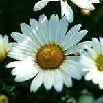 Apartment Mas Des Fleurs - Olive House Perpignan