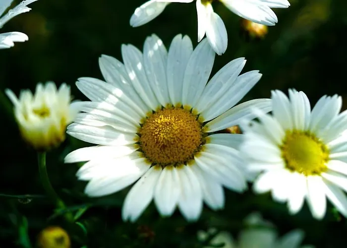 Apartment Mas Des Fleurs - Olive House Perpignan